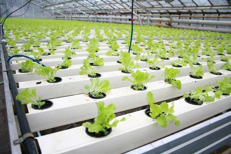 Томские новости, В Томском политехе создали «умные» фитосветильники для теплиц В Томском политехе создали «умные» фитосветильники для теплиц