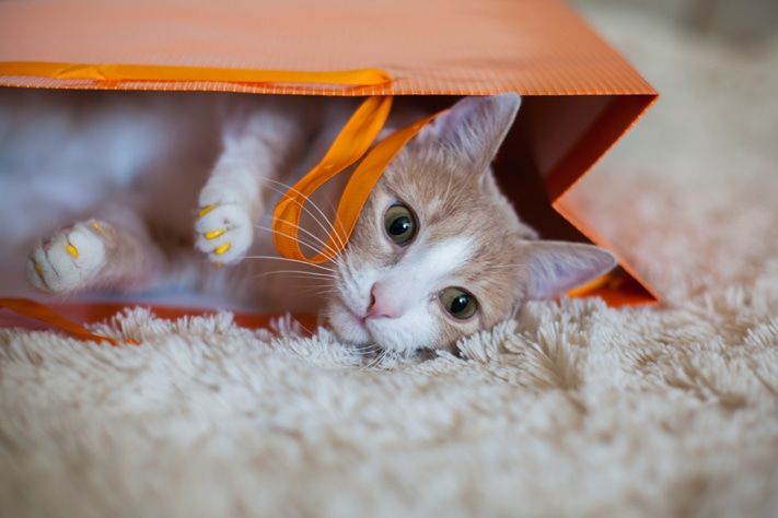 Выбор редакции.Лучшее за неделю на «Томском Обзоре».8—12 февраля