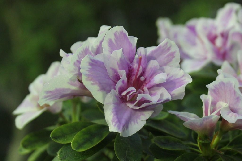 Томские новости, В томском ботсаду зацвели первые азалии (ФОТО) В томском ботсаду зацвели первые азалии (ФОТО)