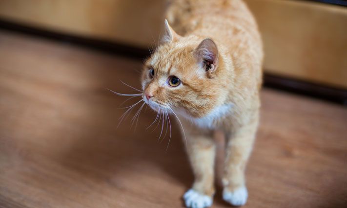 Томские новости, Томичи требуют запретить торговлю щенками и котятами Томичи требуют запретить торговлю щенками и котятами