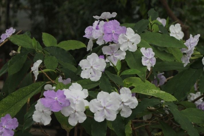 Томские новости, «Кустарник—хамелеон» зацвел в Сибирском ботсаду «Кустарник—хамелеон» зацвел в Сибирском ботсаду 