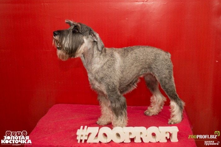 Томские новости, Томский сервис по уходу за домашними животными увеличил выручку в 10 раз после акселератора ФРИИ Томский сервис по уходу за домашними животными увеличил выручку в 10 раз после акселератора ФРИИ