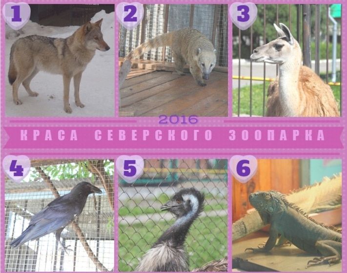 Томские новости, В Томске выберут «Красу Северского зоопарка» В Томске выберут «Красу Северского зоопарка»