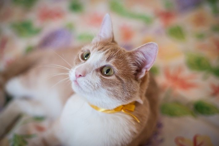 Конкурсы и акции, Томские новости, В Томске стартовала акция по сбору корма для зоозащитных организаций В Томске стартовала акция по сбору корма для зоозащитных организаций