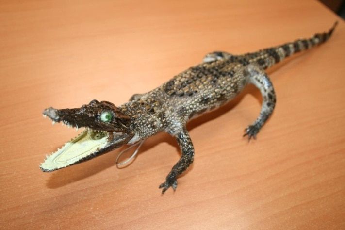 Томские новости, Томские таможенники передали в музей ТГУ чучело крокодила-людоеда Томские таможенники передали в музей ТГУ чучело крокодила-людоеда