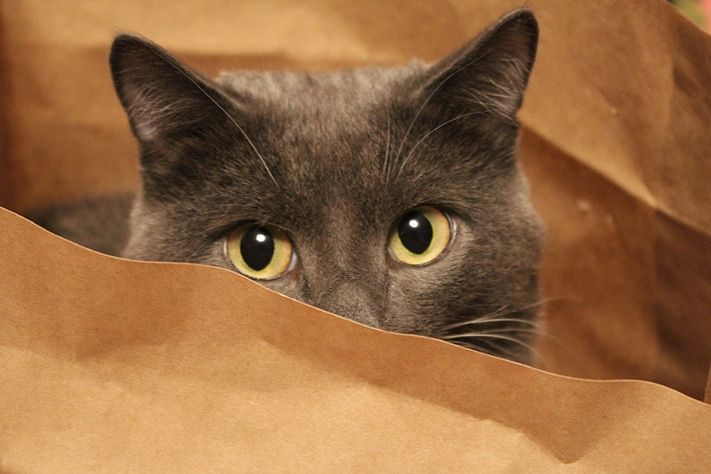 Выбор редакции.Лучшее за неделю на &laquo;Томском Обзоре&raquo;.29 февраля-4 марта