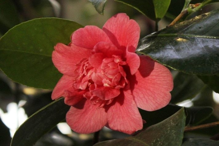 Томские новости, В томском Ботаническом саду впервые зацвел цветок, который нельзя трогать самураям (ФОТО) В томском Ботаническом саду впервые зацвел цветок, который нельзя трогать самураям (ФОТО)