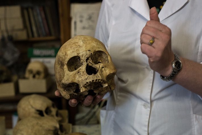 #ИстфакТГУ, Томские новости, #ИстфакТГУ: Третья в стране научная коллекция из 5500 черепов хранится в Томске #ИстфакТГУ: Третья в стране научная коллекция из 5500 черепов хранится в Томске