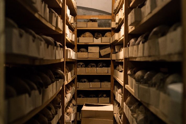 Коллекции.Зачем в ТГУ хранятся более 5,5 тысяч человеческих черепов