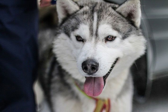 Томские новости, Выбор редакции.Лучшее за неделю на &laquo;Томском Обзоре&raquo;.14&ndash;18 марта Выбор редакции.Лучшее за неделю на &laquo;Томском Обзоре&raquo;.14&ndash;18 марта