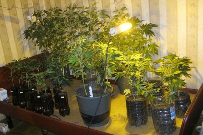 Криминал, Томские новости, Житель Колпашева выращивал дома 118 кустов конопли Житель Колпашева выращивал дома 118 кустов конопли
