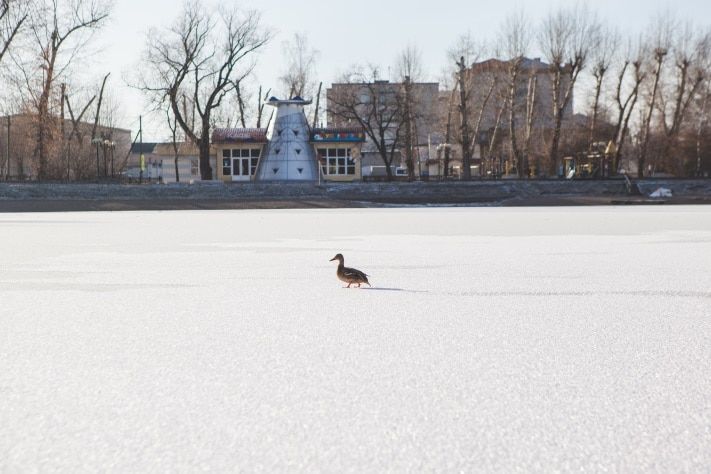 Городское благоустройство, Томские новости, Томичи предлагают поставить на Белом озере садовую мебель и пункт охраны Томичи предлагают поставить на Белом озере садовую мебель и пункт охраны 
