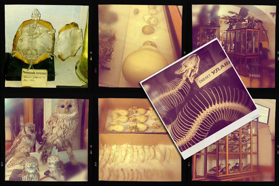 Коллекции.5 самых удивительных экспонатов университетского зоомузея