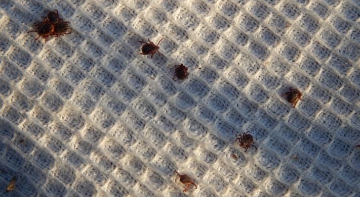 Томские новости, В Томске появились нетипичные для города клещи В Томске появились нетипичные для города клещи 