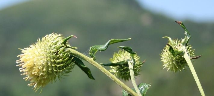 Книги в Томске, Томские новости, В Томске выпустили книгу о редких растениях Сибири В Томске выпустили книгу о редких растениях Сибири