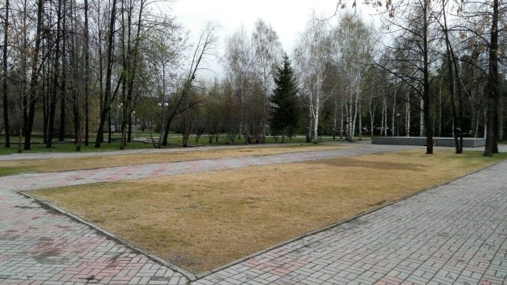 Томские новости, Пожухлый газон на томской площади, возможно, восстановится — эксперты Пожухлый газон на томской площади, возможно, восстановится — эксперты