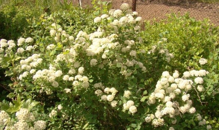 Зелень в городе, Томские новости, Томские ученые подобрали более 500 самых стойких растений для озеленения города Томские ученые подобрали более 500 самых стойких растений для озеленения города 