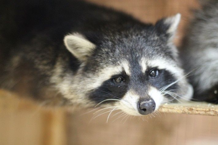 Томские новости, Живой талисман ТГУ енотиха Фиона умерла Живой талисман ТГУ енотиха Фиона умерла 