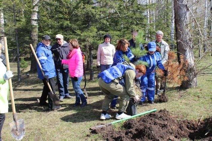 Зелень в городе, Томские новости, В Лагерном саду заменили погибшие саженцы кедра В Лагерном саду заменили погибшие саженцы кедра