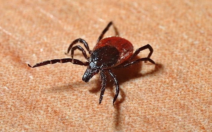 Томские новости, В Томске открылись дополнительные пункты серопрофилактики В Томске открылись дополнительные пункты серопрофилактики