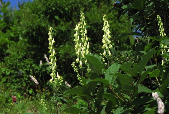Образование и наука, Томские новости, Томские ученые помогут создать новый антидепрессант из борца бородатого Томские ученые помогут создать новый антидепрессант из борца бородатого