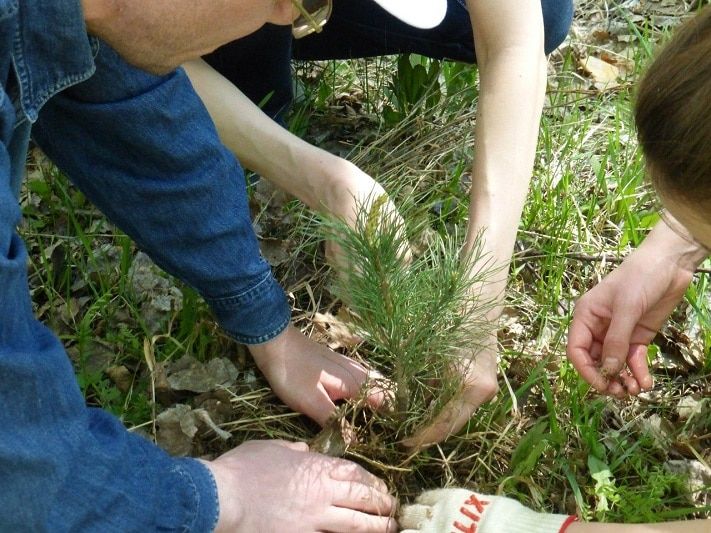 Томские новости, В конце мая в Томск прибывает большая партия пихт для высадки В конце мая в Томск прибывает большая партия пихт для высадки