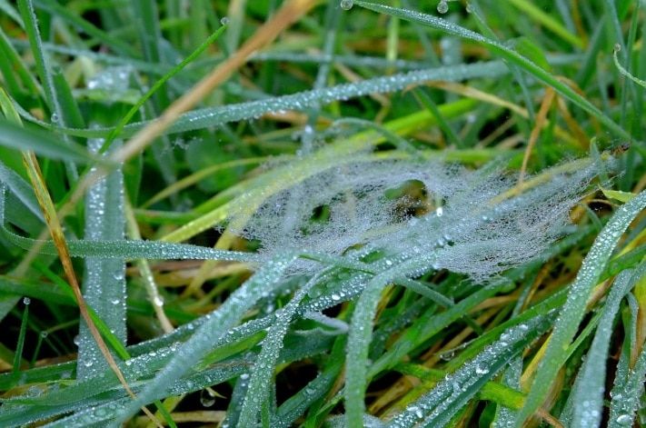Стихия в Томске и области, Томские новости, Завтра ночью в Томской области ожидаются заморозки до -3°С Завтра ночью в Томской области ожидаются заморозки до -3°С