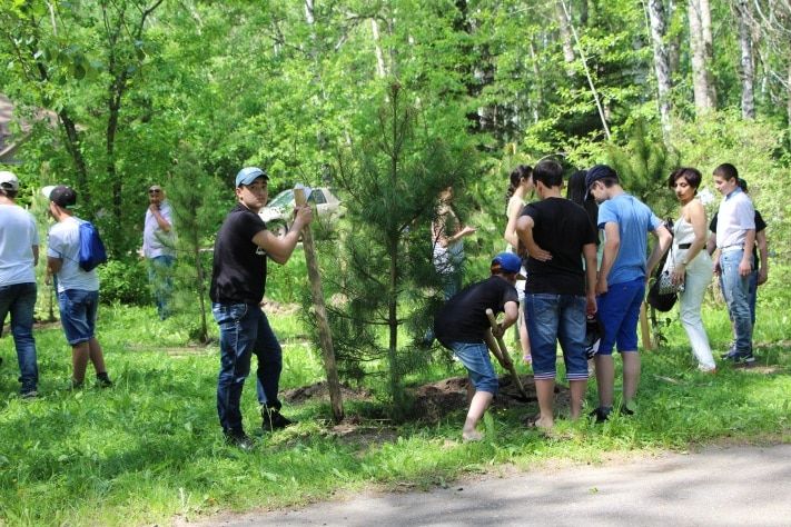 Конкурсы и акции, Томские новости, В Томске к Году российского кино высадили кедровую аллею В Томске к Году российского кино высадили кедровую аллею 