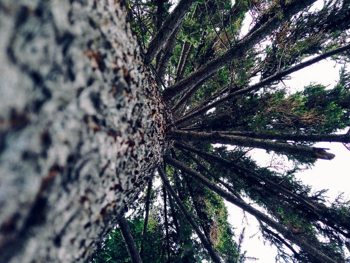 Судебные дела, Томские новости, Житель Красноярского края приговорен к трем годам заключения за рубку кедра в Томской области Житель Красноярского края приговорен к трем годам заключения за рубку кедра в Томской области