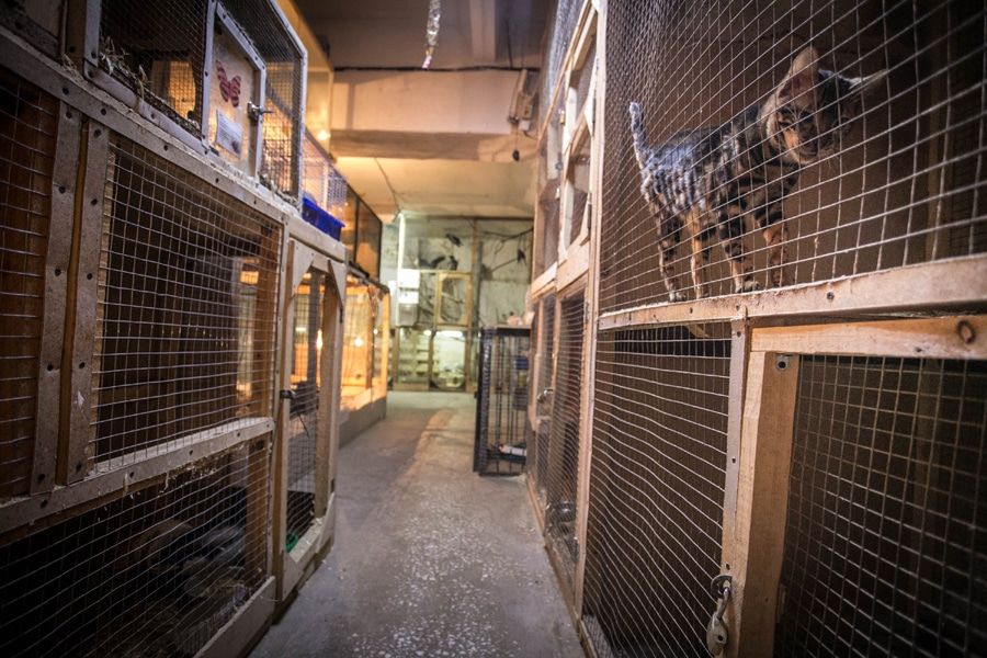 Томские новости, Тотем зоопарк реабилитационный центр для зверей Томский зоопарк «Тотем» прекратил существование