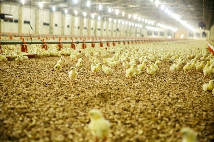 Пушистое море: как растут цыплята на птицефабрике &laquo;Томская&raquo;