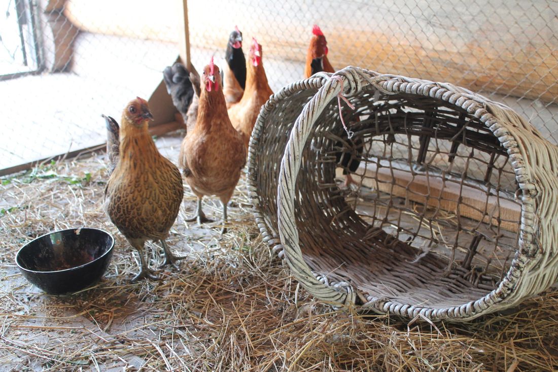 Томские новости, Из томского музея сбежала чёрная курочка Из томского музея сбежала чёрная курочка