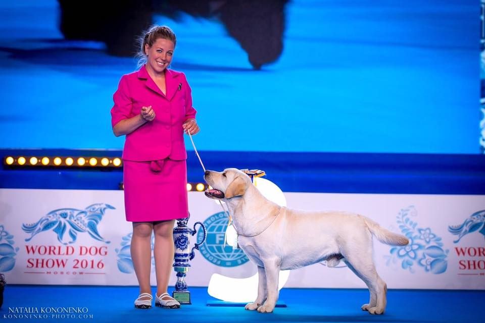 Томские новости, Лабрадор из Томска стал первым в России чемпионом мира Лабрадор из Томска стал первым в России чемпионом мира