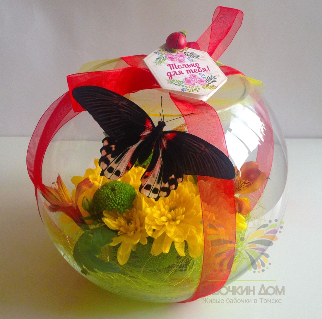 Пропеллер, Томские новости, Пропеллер — Выбор читателей: 20% скидка на живых бабочек в Томске! Пропеллер — Выбор читателей: 20% скидка на живых бабочек в Томске!