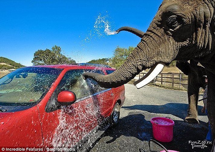Пропеллер, Томские новости, Появятся ли в Томске слоны, выяснит конкурс для малого бизнеса «Пропеллер» Появятся ли в Томске слоны, выяснит конкурс для малого бизнеса «Пропеллер»