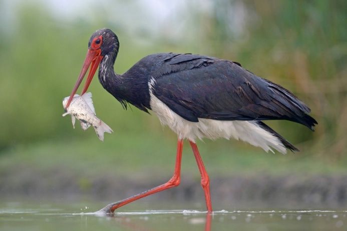 Томские новости, В Томской области обнаружено еще одно гнездо с птенцами черного аиста (ВИДЕО) В Томской области обнаружено еще одно гнездо с птенцами черного аиста (ВИДЕО)