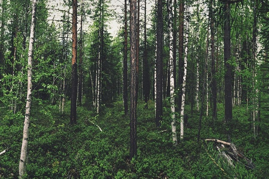 Лесные пожары, Томские новости, В пяти районах Томской области ограничен доступ в лес в связи с пожарами В пяти районах Томской области ограничен доступ в лес в связи с пожарами