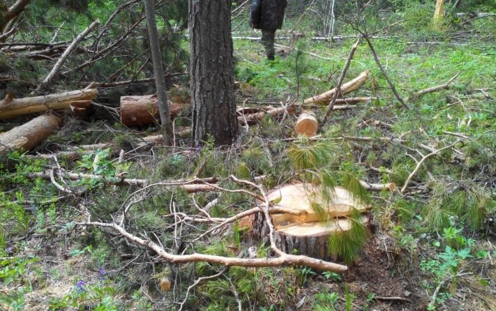 Криминал, Томские новости, У томского села черные лесорубы нарубили сосен на 763 тыс. рублей У томского села черные лесорубы нарубили сосен на 763 тыс. рублей
