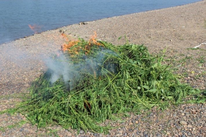 Томские новости, Северские полицейские уничтожили плантацию дикорастущей конопли Северские полицейские уничтожили плантацию дикорастущей конопли