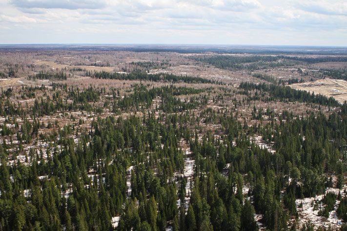 Лесные пожары, Томские новости, В Томской области установлен низкий класс пожарной опасности, действующих лесных пожаров нет В Томской области установлен низкий класс пожарной опасности, действующих лесных пожаров нет