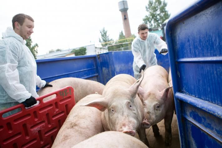 Привет, поросята! Свинокомплекс «Томский» принимает первое поголовье