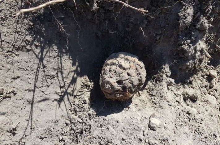 Происшествия, Томские новости, Северские полицейские обезвредили 100-летнюю гранату Северские полицейские обезвредили 100-летнюю гранату