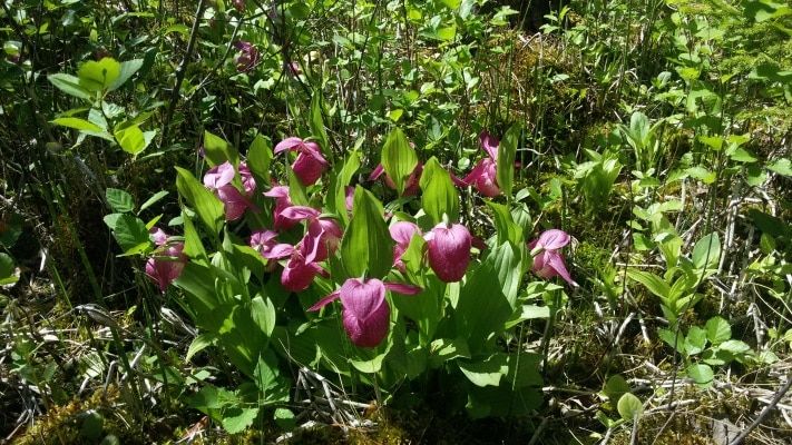 Томские новости, Томские ученые нашли краснокнижные растения на месте будущего промобъекта (ФОТО) Томские ученые нашли краснокнижные растения на месте будущего промобъекта (ФОТО)