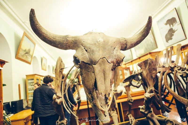 Милые кости.Чьи останки хранят и изучают в ТГУ