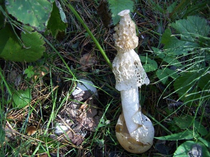 Образование и наука, Томские новости, Томские и европейские ученые расширят каталог грибов Томской области Томские и европейские ученые расширят каталог грибов Томской области