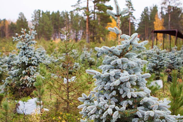 Культура в Томске, Томские новости, Томичей приглашают на бесплатные экскурсии в музей леса Томичей приглашают на бесплатные экскурсии в музей леса