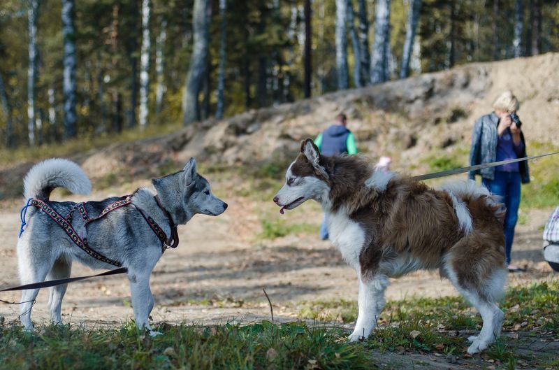 Конкурсы и акции, Томские новости, Бесснежные гонки с собаками в Томске (ФОТО) Бесснежные гонки с собаками в Томске (ФОТО)