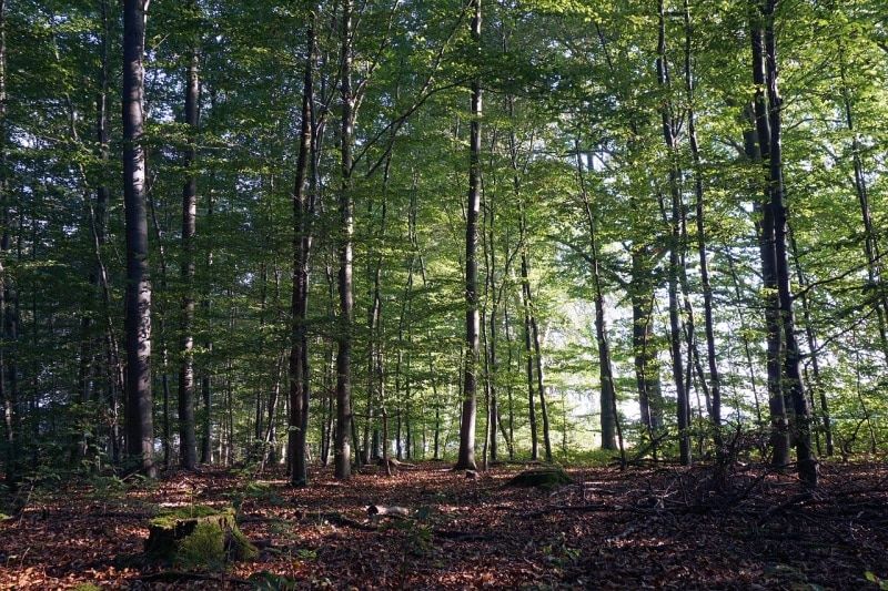 Томские новости, Томские пожарные помогли заблудившейся женщине выйти из леса Томские пожарные помогли заблудившейся женщине выйти из леса
