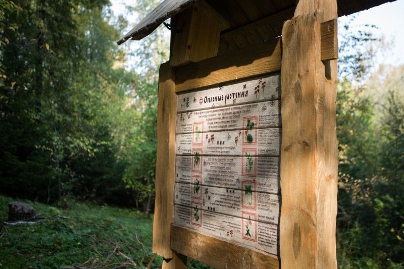 Томские новости, В томском Ботсаду покажут вспыхивающие и «вырубающие» растения В томском Ботсаду покажут вспыхивающие и «вырубающие» растения