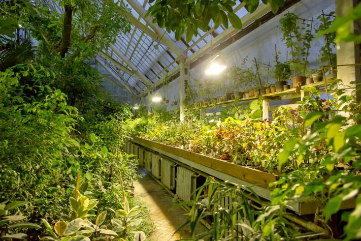 Томские новости, В томском Ботсаду возродили питомник зимостойких растений В томском Ботсаду возродили питомник зимостойких растений